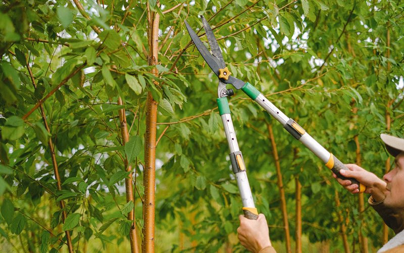 Tree trimming in Halma, MN