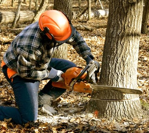 Tree Removal in Halma, MN